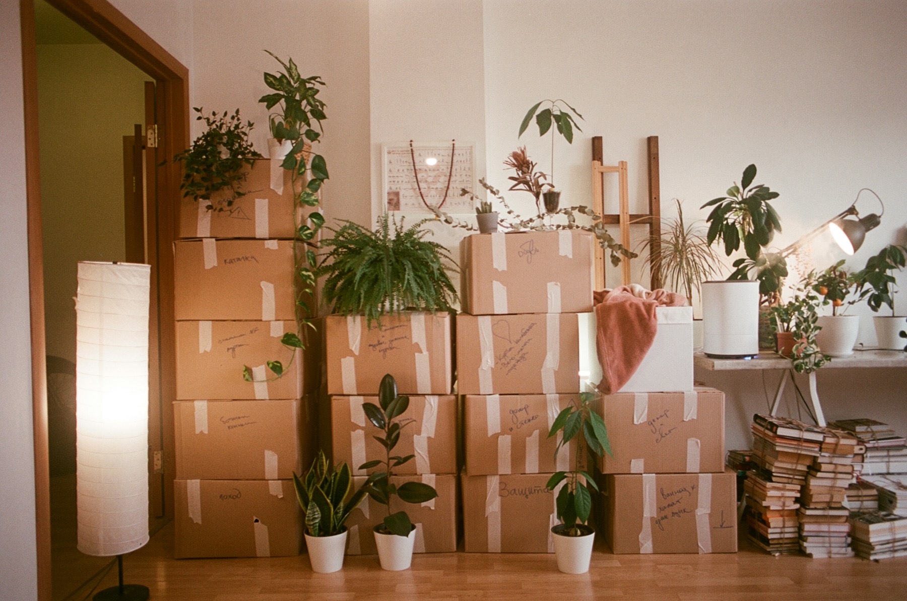 Cartons de déménagement empilés dans une pièce, entourés de plantes vertes.