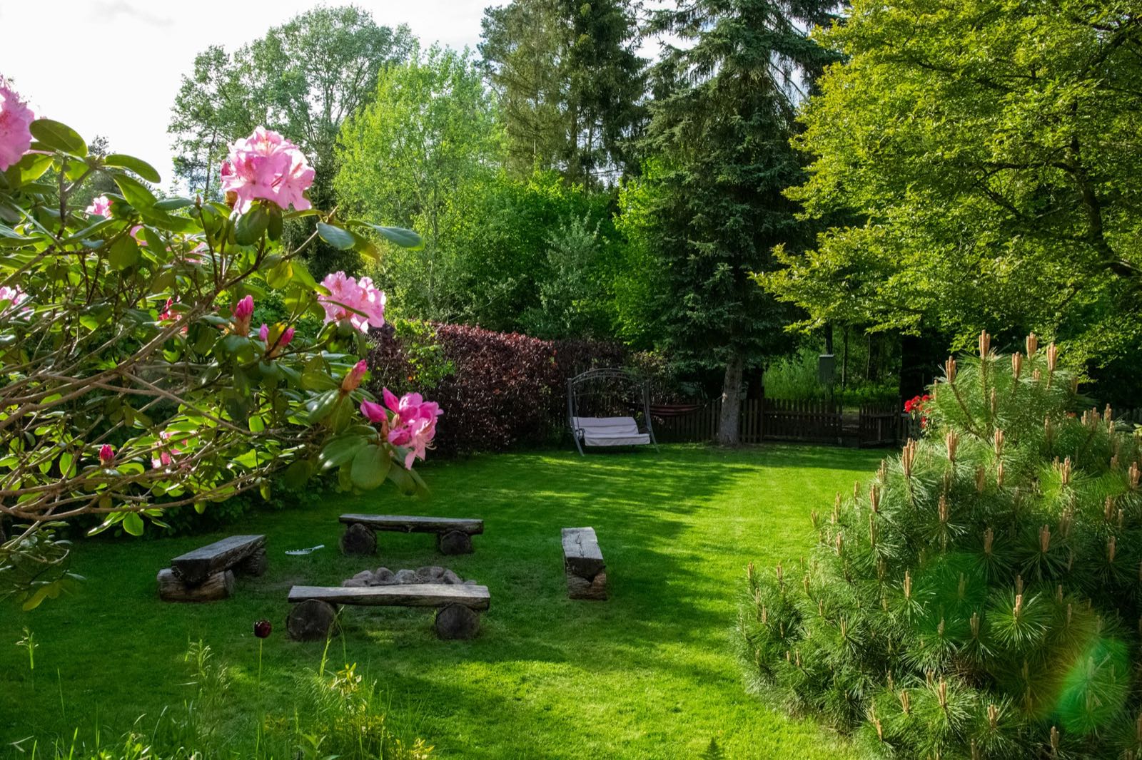Jardin arboré avec pelouse, rhododendron en fleurs et bancs en bois.